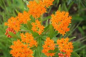 Once the seeds made their way to europe the plant became a popular garden flower across the continent. Short Tidy Kit Minnesota Native Landscapes Heal The Earth