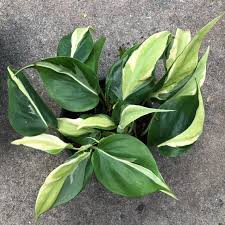 What are the key features of silverstripe? Philodendron Silver Stripe Philodendron Plants Plant Leaves