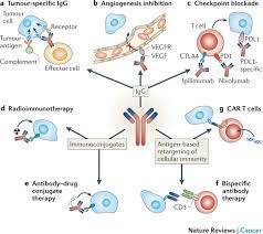 The treatment, which has emergency use authorization from the fda, prevents hospitalization in. Building Better Monoclonal Antibody Based Therapeutics Nature Reviews Cancer