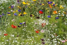 Tiere, natur, garten und heim. Naturgarten Alles Zum Planen Gestalten Plantura
