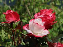 We did not find results for: Edelrose Nostalgie Finde Deine Neue Rose Online Ratgeber