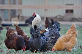 Sunday, september 15, 2019 0 comments. What You Need To Know About Marek S Disease Hobby Farms