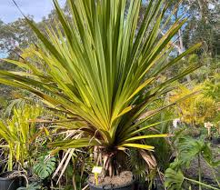 Image result for Pandanus utilis