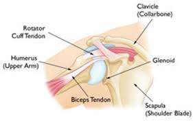 Start studying anterior shoulder anatomy. Shoulder Instability Brisbane Knee And Shoulder Clinic Dr Macgroartybrisbane Knee And Shoulder Clinic