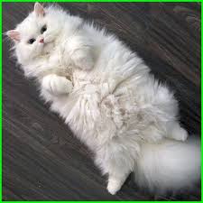 Bagi kamu yang ingin memelihara jenis kucing rasperlu untuk mengetahui seluk beluk dari hewan yang imut ini. Gambar Kucing Lucu Imut Dan Paling Menggemaskan Sedunia Kucing Menggambar Kucing Kucing Lucu