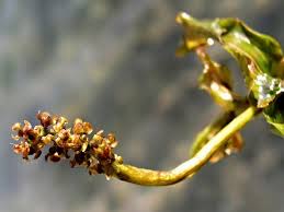 Image result for Potamogeton richardii