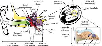 On the outside of the frog's head are two external nares, or nostrils; Anatomic Structure Of The Human Ear Diagram Of The Ear And Organ Of Download Scientific Diagram