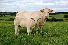 Charolais Cattle Wikipedia