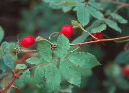 Image result for Cissus rubiginosa