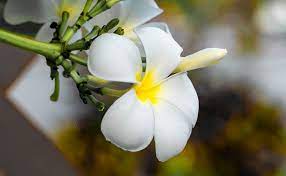 Check spelling or type a new query. 8 Jenis Bunga Kamboja Si Cantik Yang Mengandung Kisah Mistis