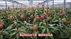 Oleh karena itu, biasanya petani pisang ketika memanen pisang caranya dengan langsung menebas pohon pisangnya. Tips Agar Tanaman Cepat Berbuah