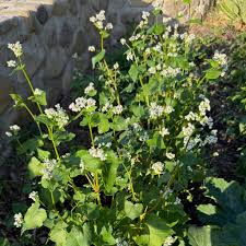 Image result for Fagopyrum esculentum