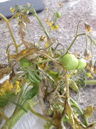 Image result for tomato seedling fusarium wilt