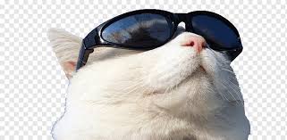 Cat in sunglasses cat in sunglasses cat wearing glasses stock illustrations. Sunscreen Png Images Pngwing