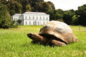 Maybe you would like to learn more about one of these? St Helena Insel Urlaub Buchen