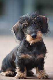 The granddaddy of all dachshunds was developed in germany and used to hunt badger and fox since the 16th century. Cute And Shy Wire Haired Miniature Dachshund Puppy Posing For The Photographer On The Terrace Perros Bonitos Animales Divertidos Animales Adorables