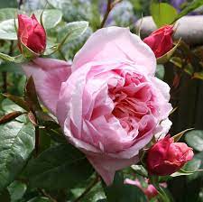 M smell the roses amb_dawnrenee. Rose Schone Maid Online Kaufen Rosen Tantau