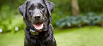We happily provide free water testing! Dogwatch Of Southeast Ohio Hidden Dog Fences It S All About Your Dog