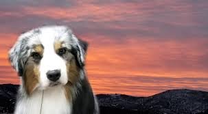 They were originally called mini aussies and are sometimes still referred to by that name today. Moon Baby Aussies Official Website