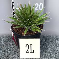 We sell a wide range of plants, flowers and. Agave Filifera Big Plant Nursery