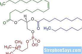Su principal papel está en los fenómenos de reconocimiento, tanto a nivel molecular como celular. Diferenca Entre Lectina E Lecitina Compare A Diferenca Entre Termos Semelhantes Ciencia 2021