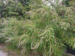 Image result for Buddleja asiatica