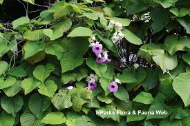 Image result for Argyreia