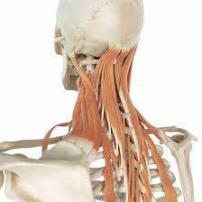 Some important structures contained in or passing through the neck include the seven cervical vertebrae and enclosed spinal cord, the jugular veins and carotid arteries, part of the esophagus, the larynx. Levator Scapula Muscle And Its Role In Pain And Posture