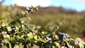 Blueberry Varieties U S Highbush Blueberry Council