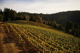 Long aftertaste of white flowers. Flowers Sonoma Coast Chardonnay 2017 Wine Com