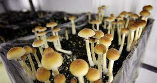 Netherlands Bans Hallucinogenic Mushrooms