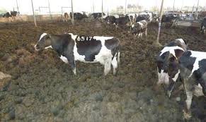 Maybe you would like to learn more about one of these? Hukum Makan Haiwan Jalalah