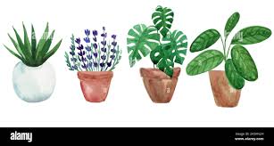The pink flower is the curcuma plant, isn't she beautiful? Watercolor Hand Painted House Green Plants In Flower Pots Seamless Pattern Of Floral Elements On Blue Background Stock Photo Alamy