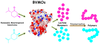 Il y a 4 jours|439 vues. Biocatalytic Routes To Lactone Monomers For Polymer Production Biochemistry X Mol