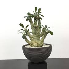 Image result for Dorstenia buchananii