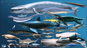 Nature of recovered remains, the exact size has been open to much speculation. Giants Of The Sea Past And Present Sharks Know Your Meme
