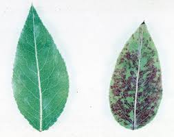 Image result for Pycreus mortonii