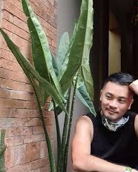 Here you'll find profiles and care tips, plus pictures for identifying house plants. Alocasia Zebrina Tigrina Plant Papa Philippines Facebook