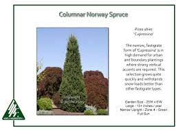 Trees with narrower forms can be evergreen or deciduous. Picea Abies Cupressina Iseli Nursery