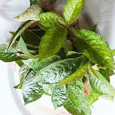 Tanaman keji beling atau pecah beling bisa bertumbuh hingga satu meter dan memiliki daun yang berwarna hijau gelap serta tepian daun yang bergerigi. Daun Pecah Beling Keji Beling 16000 Obat Herbal Shopee Indonesia