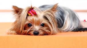 The yorkshire terrier was developed in northern england during the industrial revolution as a breed to work in the various mills, mines, and factories as a rat and mice exterminator.the breed was larger in its early history, but has. Free Stock Photo Of Beautiful And Cute Yorkshire Terrier Dog Download Free Images And Free Illustrations