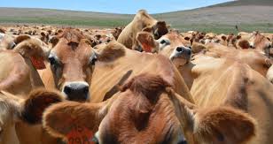 A encefalopatia espongiforme bovina (eeb) tem um alto poder de contaminação. Governo Investiga Caso Suspeito De Vaca Louca Em Frigorifico De Bh Veja Os Sintomas Da Doenca Real Publicacao