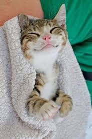 Caes E Gatos Mais Fofos Do Mundo 43 Animais Mais Felizes Do Mundo Que Vao Te Fazer Sorrir Gatos Animais Sorrindo Fotos De Gatinhos