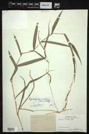 Image result for Cymbopogon caesius