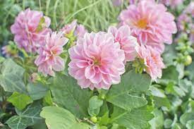 Flowers are one of the things that we humans cannot explain. Can Dahlias Be Grown As Perennials Tips On Growing Dahlias Year Round