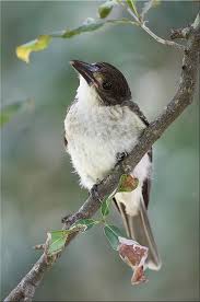 Grey Bird With Black And White Striped Wings 