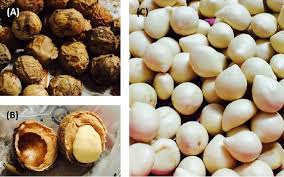 Image result for Calophyllum inophyllum