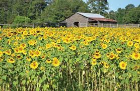 Maybe you would like to learn more about one of these? Anderson S Sunflower Farm Brightens Up Scenery In Cumming Gainesville Times