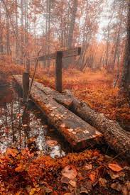 Rise Shine 28 Photos Suburban Men Autumn Scenery Autumn Bridge Autumn Scenes