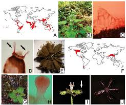 Image result for Adenostemma